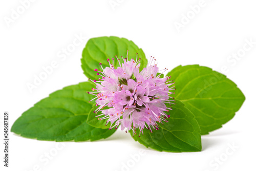 Mint with flower