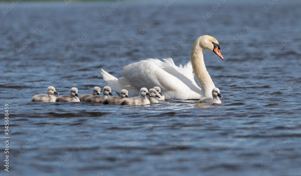 Beautiful swan family on the lake Beautiful swan family on the lake