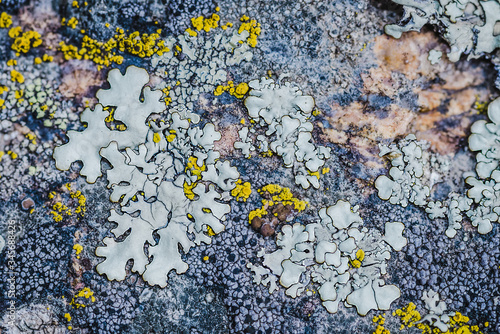 Moss and lichen grow on a stone. Macro. background of Lichen Moss stone. photo