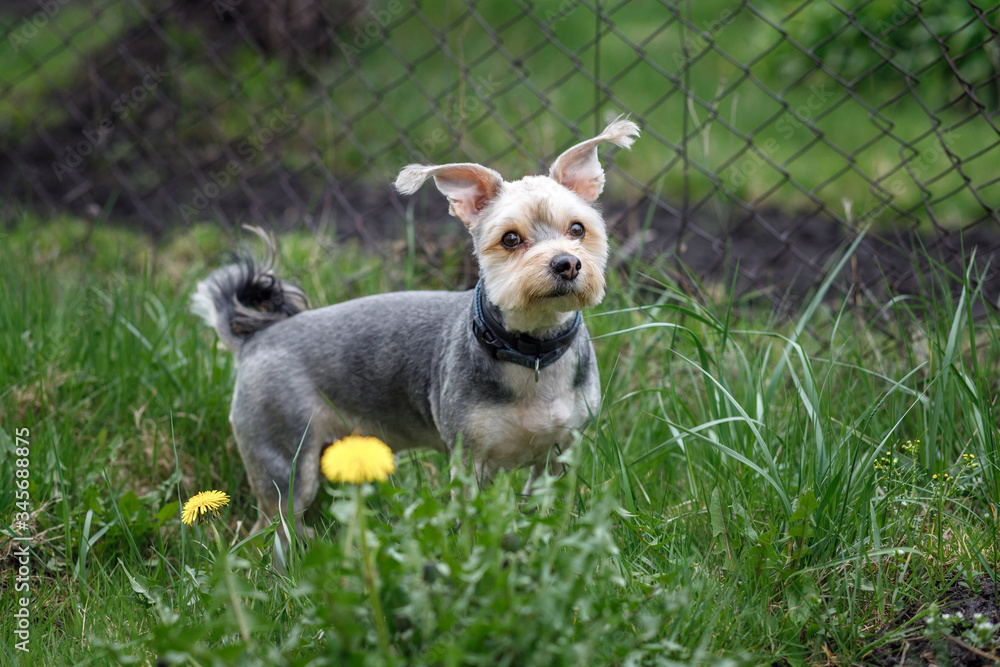 A small trimmed Yorkshire Terrier poses in the garden. Yorkshire dog. A small trimmed Yorkshire Terrier poses in the garden. Yorkshire dog.
