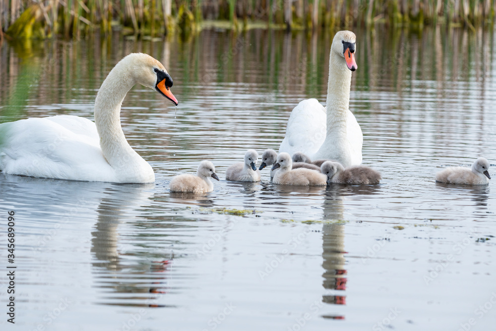 Beautiful swan family on the lake Beautiful swan family on the lake