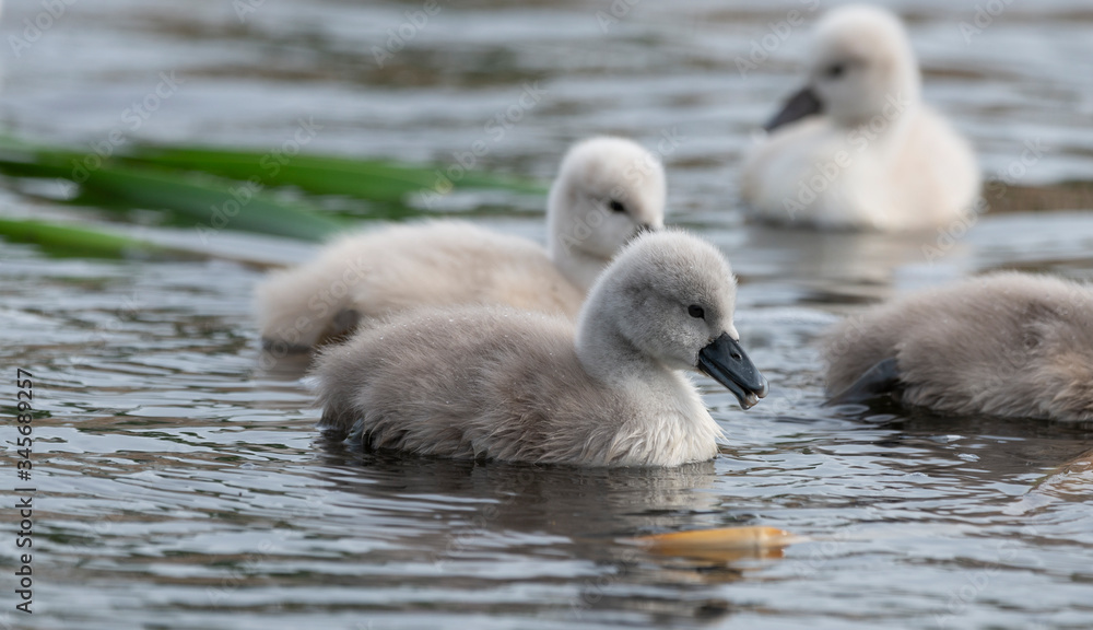 Beautiful swan chicks on a lake Beautiful swan chicks on a lake