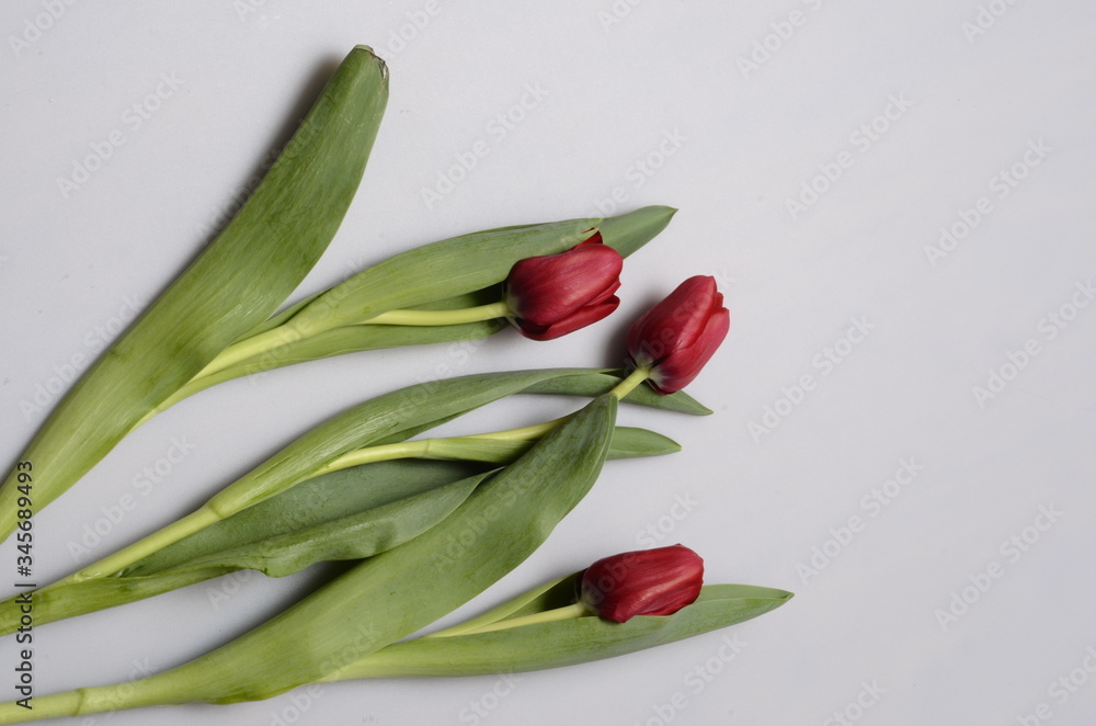 Tulips bouquet : red flowers Tulips bouquet : red flowers