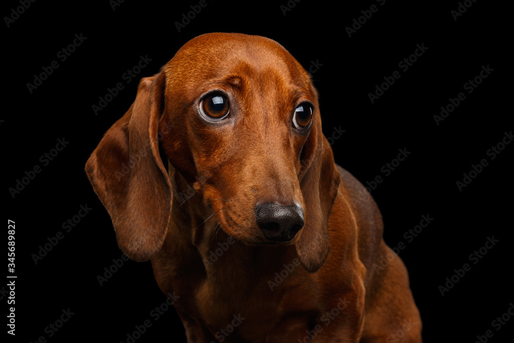 Portrait of Sad Red Dachshund Dog on isolated black background Portrait of Sad Red Dachshund Dog on isolated black background