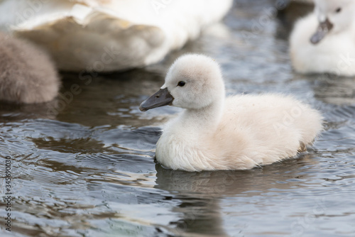 Beautiful swan baby on the lake