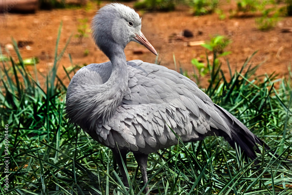 Fototapeta premium Stanley crane also known as blue crane. Latin name - Anthropoides paradisea 
