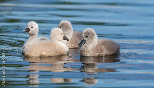 Beautiful swan chicks on a lake © Kozma
