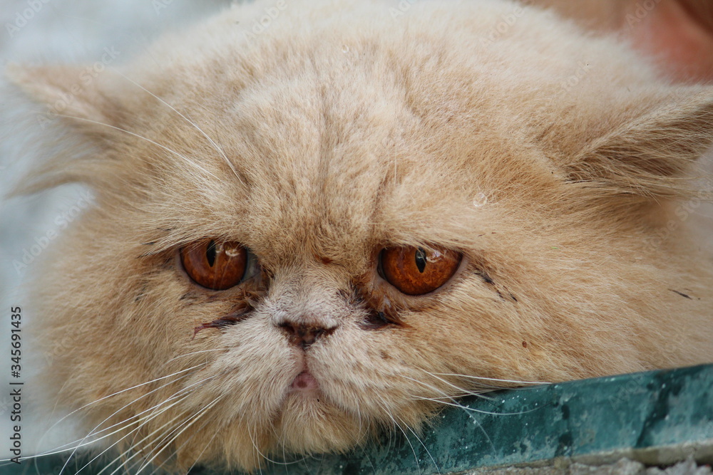 portrait of a sad cat 