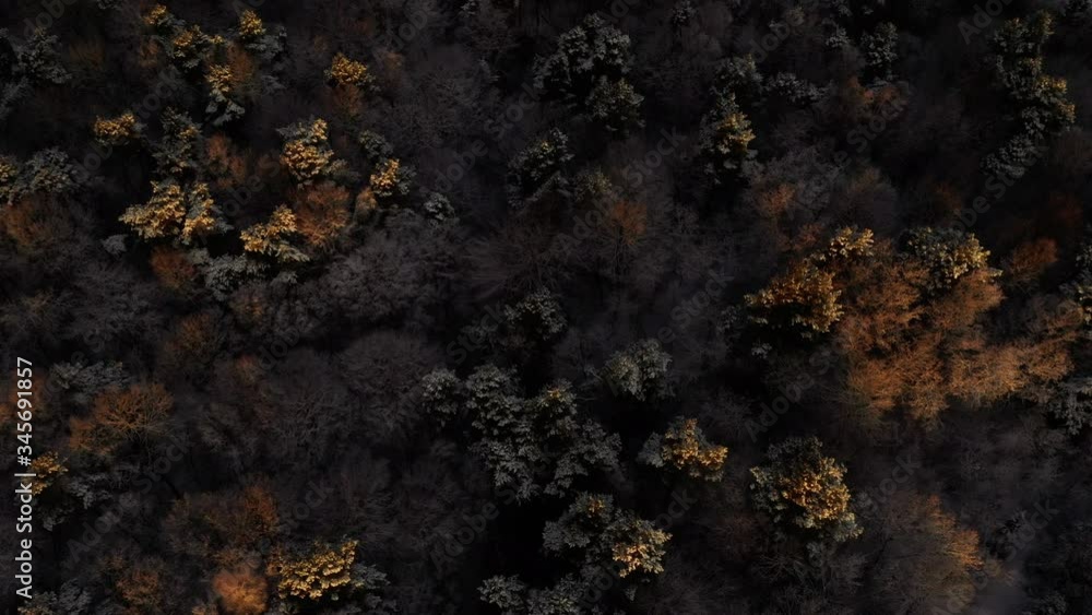Forest From Above. Trees Are Covered With White Hoarfrost. Fabulous Nature. Forest From Above. Trees Are Covered With White Hoarfrost. Fabulous Nature.