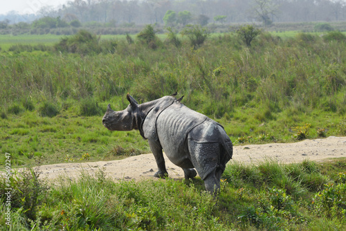 white rhino in the road