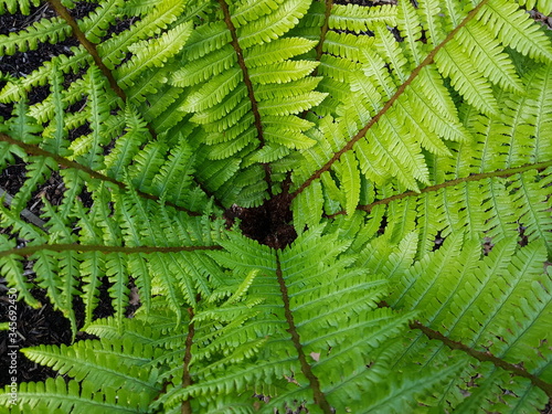 Dryopteris wallichiana (alpine wood fern) is a robust species of deciduous or semi-evergreen fern in the family Dryopteridaceae photo