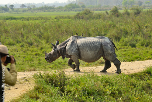 white rhino walking in the road