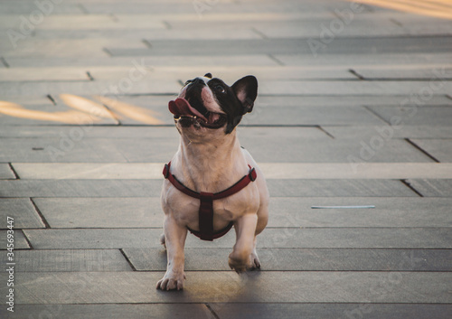 Fototapeta Naklejka Na Ścianę i Meble -  french bulldog puppy