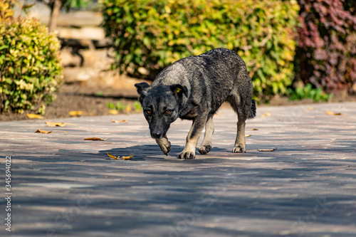 A stray dog, spotted and mongrel, walks without a leash, on its own, in public places and in the Park.