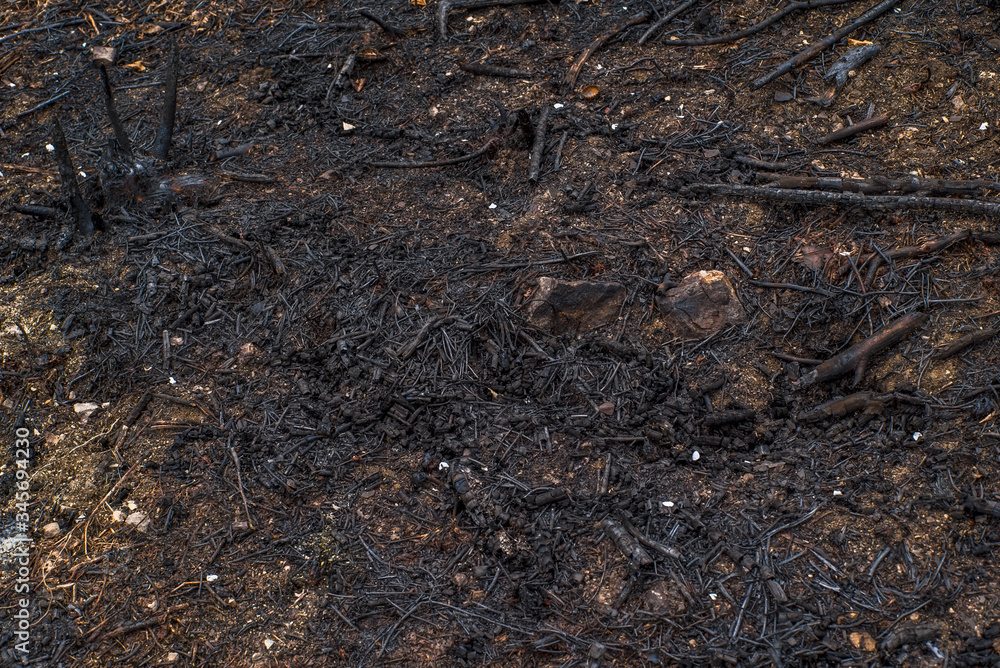 fire in the forest. burned the ground. danger to animals and plants. prohibition of burning forests. fire in the forest. burned the ground. danger to animals and plants. prohibition of burning forests.