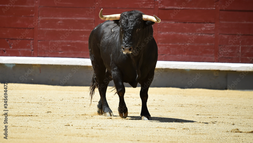 a strong bull on the spanish cattle farm a strong bull on the spanish cattle farm
