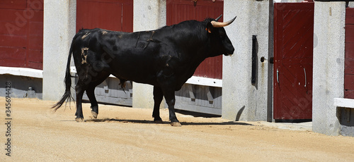 a strong bull on the spanish cattle farm