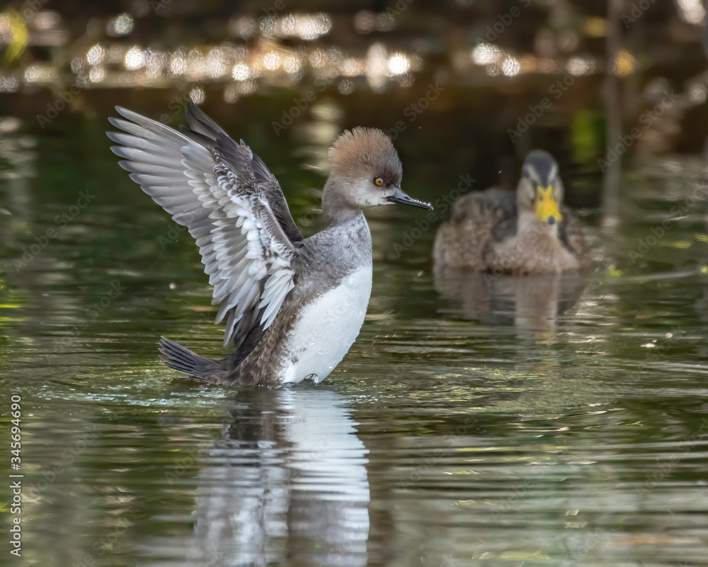 Female hooded merganser flaps her wings to dry them off Female hooded merganser flaps her wings to dry them off