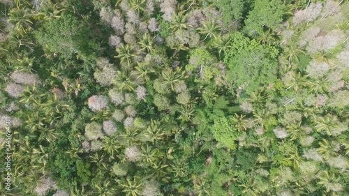 flying over picturesque thickets of white-pink Cotinus coggygria and palm trees in sunny weather bali indonesia photo