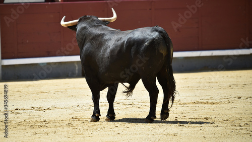 cabeza y cuernos de toro español