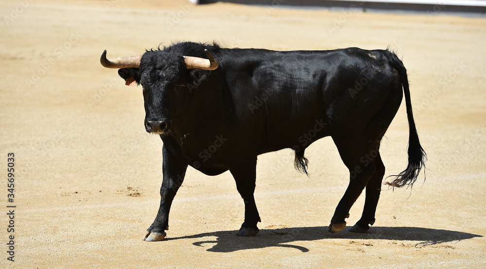 un poderoso toro español con grandes cuernos en un tradicional ...