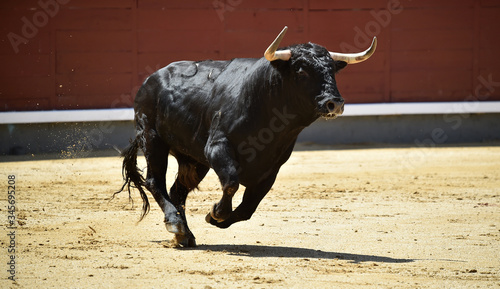 un poderoso toro español con grandes cuernos en un tradicional espectáculo de toreo en una plaza de toros