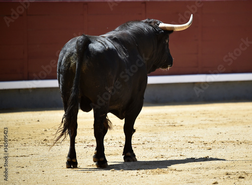 un poderoso toro español con grandes cuernos en un tradicional espectáculo de toreo en una plaza de toros © alberto