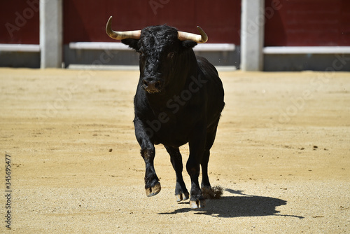 a aggressive bull in the traditional spectacle of bullfight