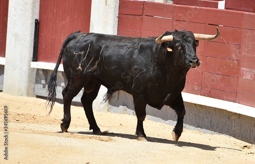a furious bull with big horns in a traditional spectacle of bullfight