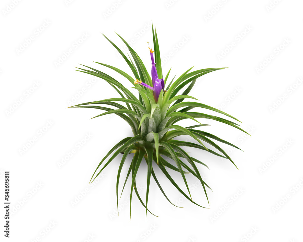 Fototapeta premium Air plant with scientific name Tillandsia, isolated white background. This has clipping path.