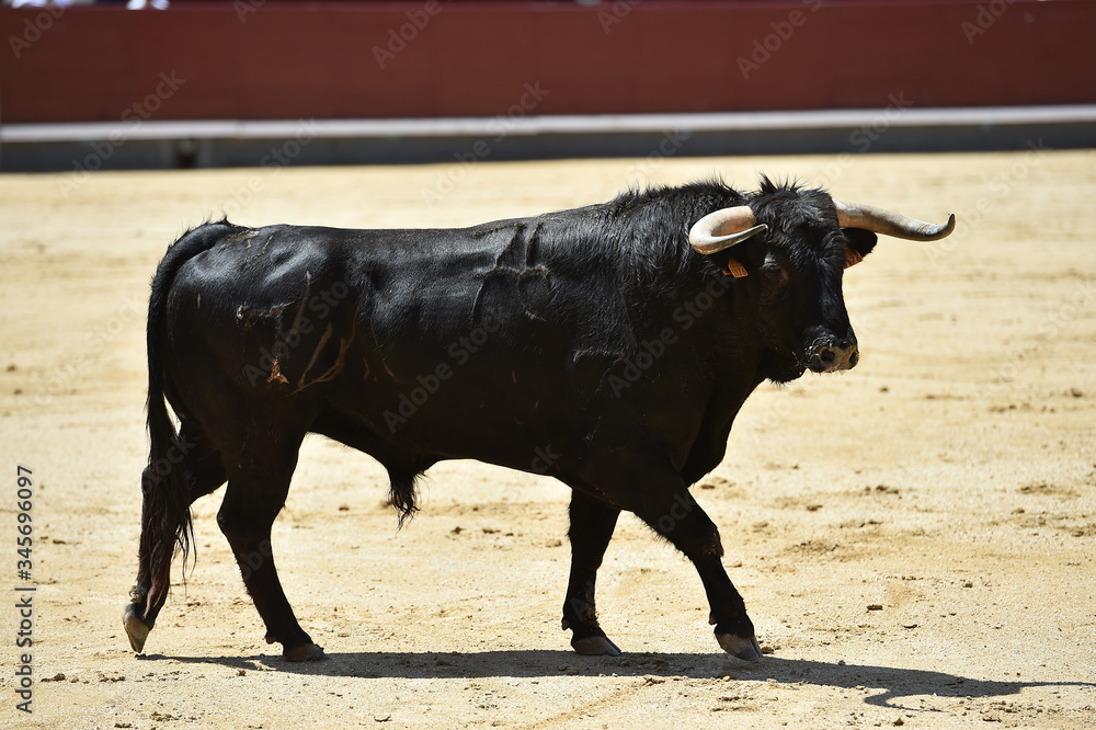 un poderoso toro español con grandes cuernos en un tradicional espectáculo de toreo en una plaza de toros un poderoso toro español con grandes cuernos en un tradicional espectáculo de toreo en una plaza de toros