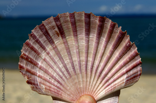 Beautiful Pink Sea Shell isolated with beach background