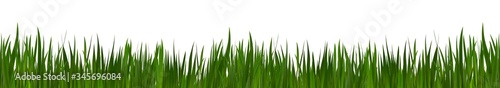 Grass isolated background. Panorama of the lawn. Close-up with high detail. Concept for design.
