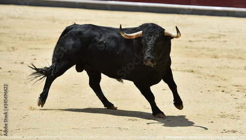 a aggressive bull in the traditional spectacle of bullfight