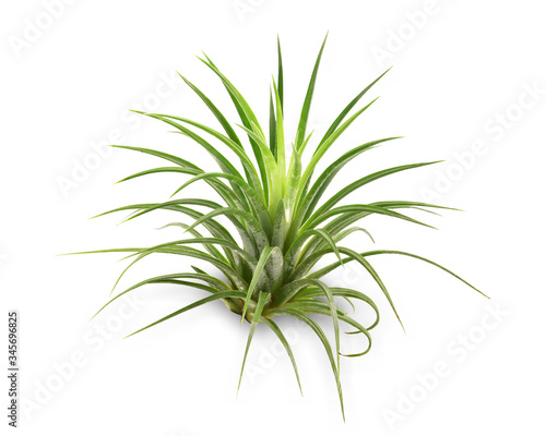 Air plant with scientific name Tillandsia,  isolated white background. This has clipping path.    photo