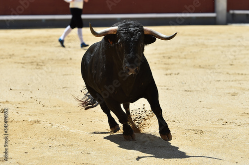 a aggressive bull in the traditional spectacle of bullfight © alberto