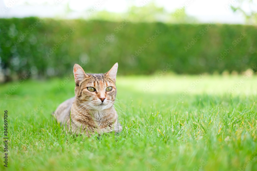 An european cat lying on the grass, nature, pretty cat