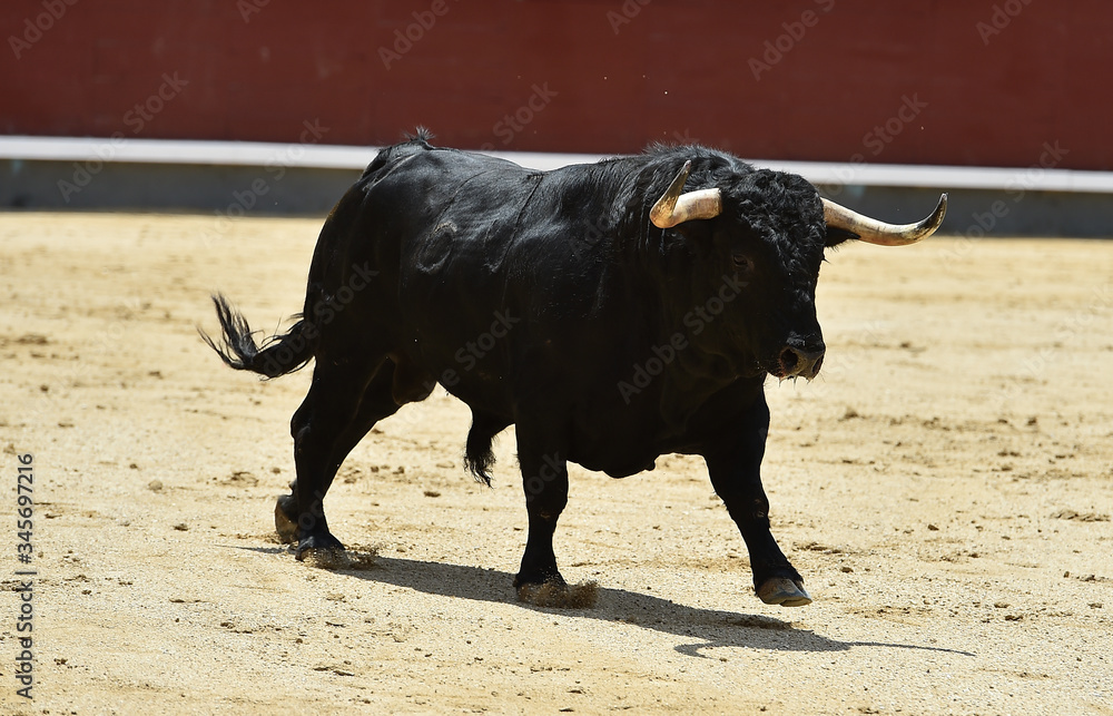 a furious bull with big horns in a traditional spectacle of bullfight a furious bull with big horns in a traditional spectacle of bullfight