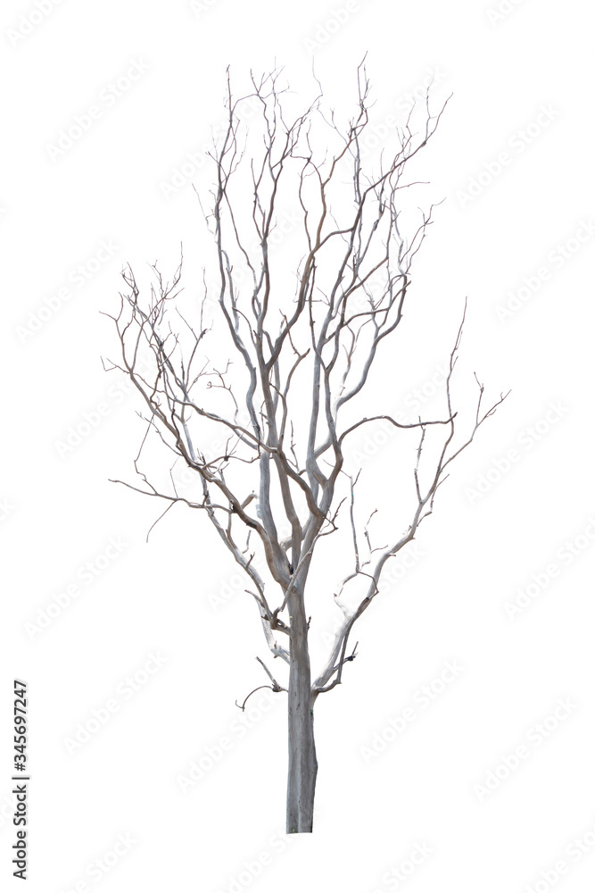 Single old or dead tree isolated on white background and clipping path. Single old or dead tree isolated on white background and clipping path.