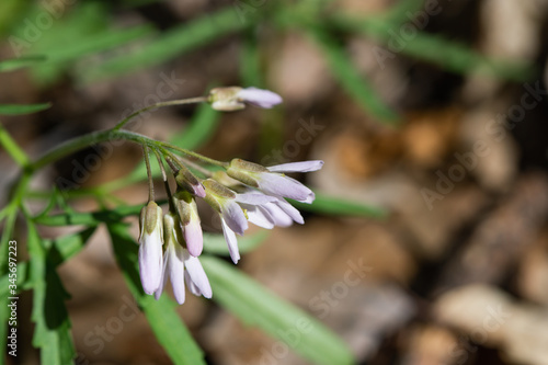 Cut Leaved Toothwort Flowers in Springtime photo