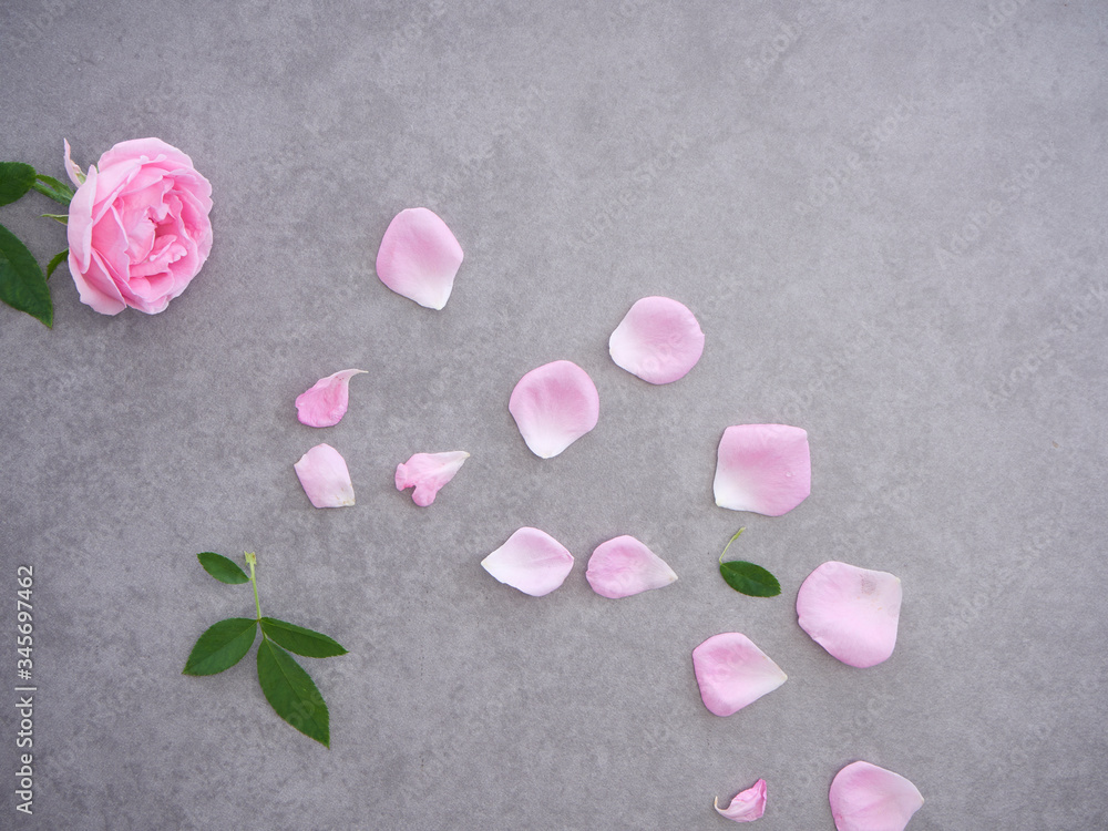 Obraz premium Pink rose petals on gray background.