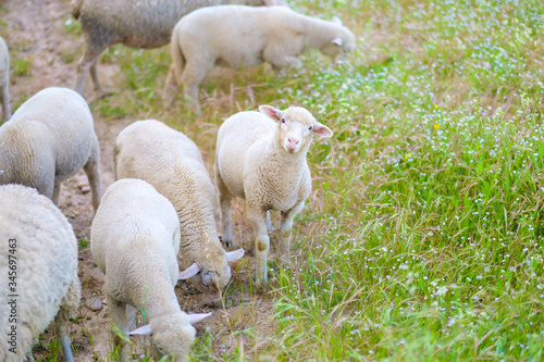 Sheep in the pasture in spring, sheep staring photo