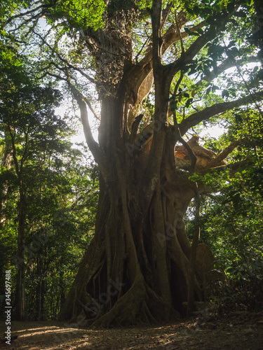 Enormous Fig tree in the Cloud forest