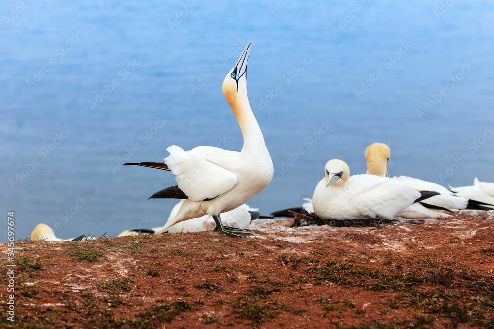 Heligoland - White Tern - Morus bassanus - standing on a red rock, in the background the surface of the blue sea Heligoland - White Tern - Morus bassanus - standing on a red rock, in the background the surface of the blue sea