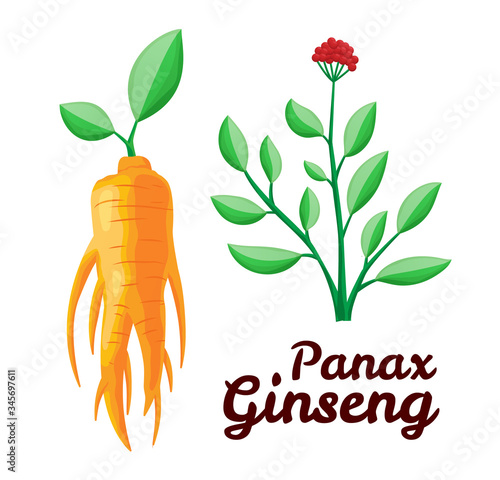 Root and leaves panax ginseng. Healthy lifestyle. For traditional medicine, gardening. Biological additives are. Vector colorful flat illustration of medicinal plants. Isolated on white background