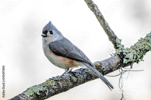 small tufted titmouse looks curious
