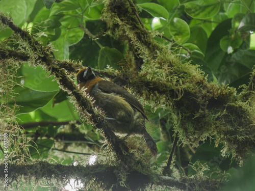 Prong billed bird in Costa Rica photo