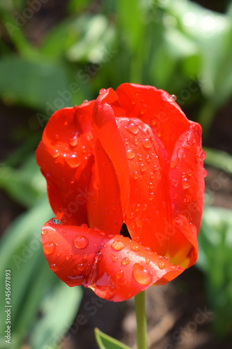 Beautiful red tulip in raindrops. Red tulip on a background of a green leaves in the spring garden. Greeting card for international women's day March 8. Image with selective focus.