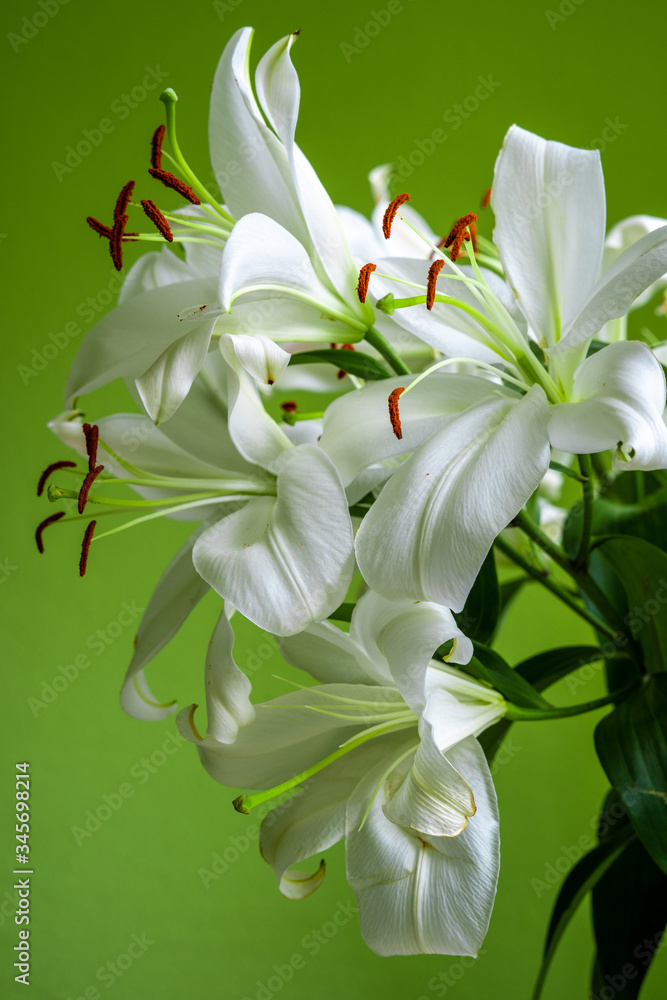 Obraz premium closeup view of a bunch of madonna lilies on light green sunny background at home