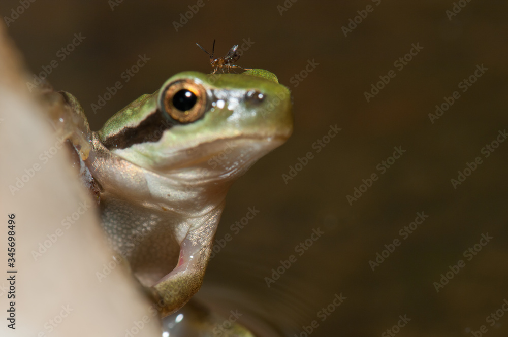 Fototapeta premium Wasp on the head of a Mediterranean tree frog Hyla meridionalis. The Nublo Rural Park. Gran Canaria. Canary Islands. Spain.